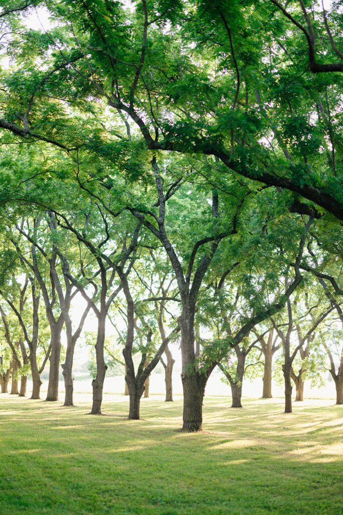 Enchanting Walnut Grove Wedding in Fayetteville, Arkansas