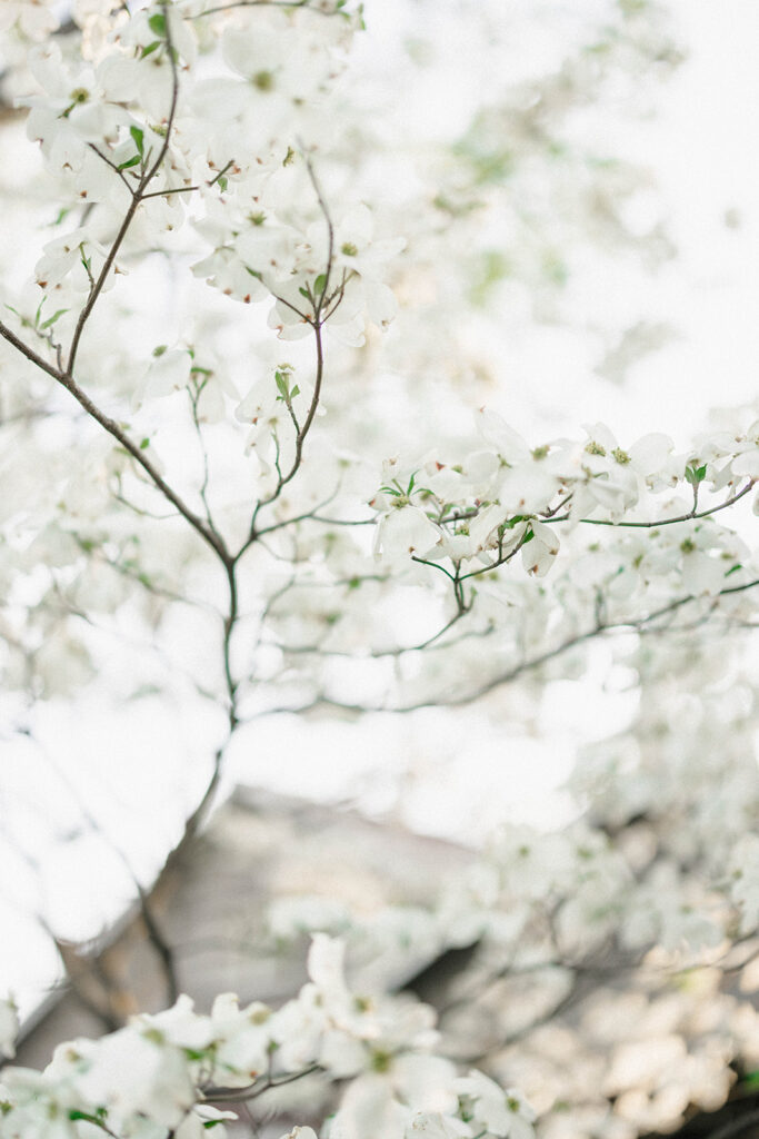 Enchanting Walnut Grove Wedding in Fayetteville, Arkansas