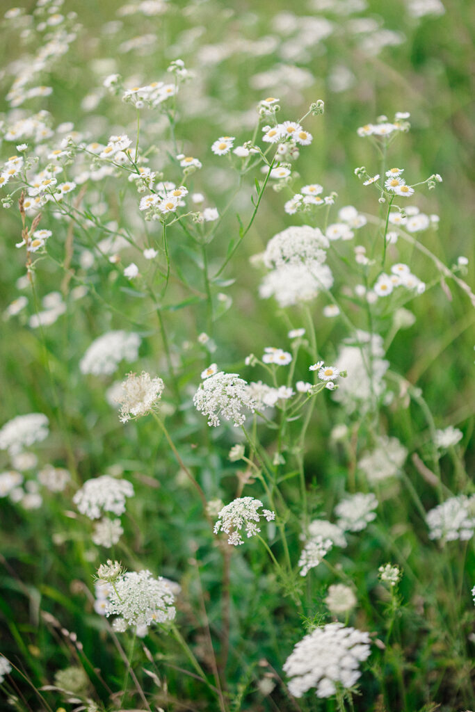 Enchanting Walnut Grove Wedding in Fayetteville, Arkansas