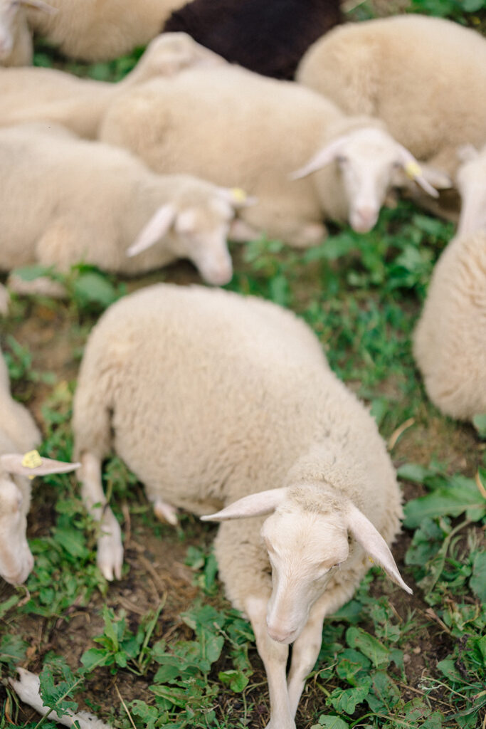 Blackberry Farm wedding ceremony in Tennessee